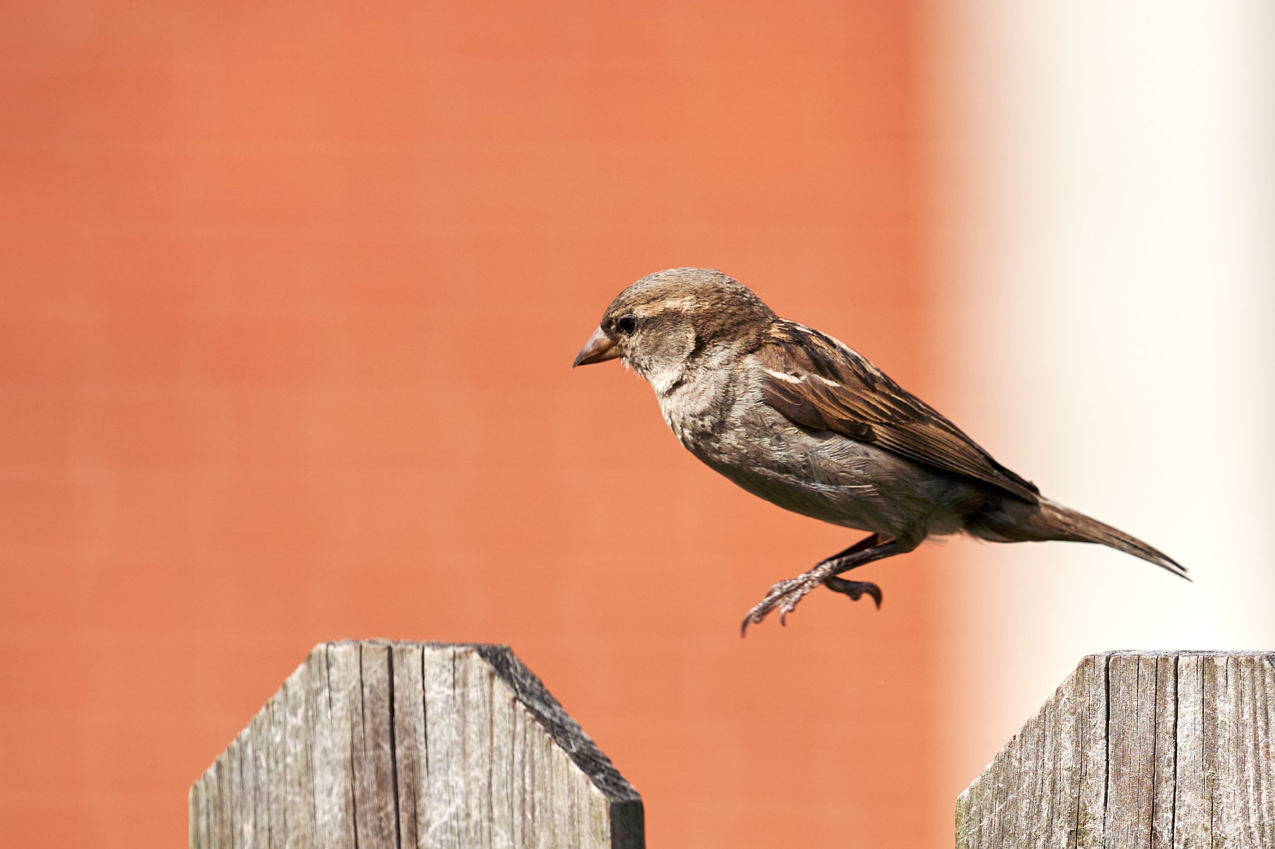 2022 07 22 Sverige 0300